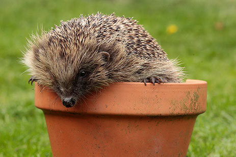 Hedgehog populations are declining fast and need our help
