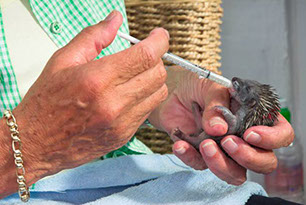 Hoglets are hand fed until they can manage to eat alone