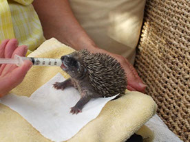 Baby hedgehogs, known as hoglets, need help to  feed when orphaned